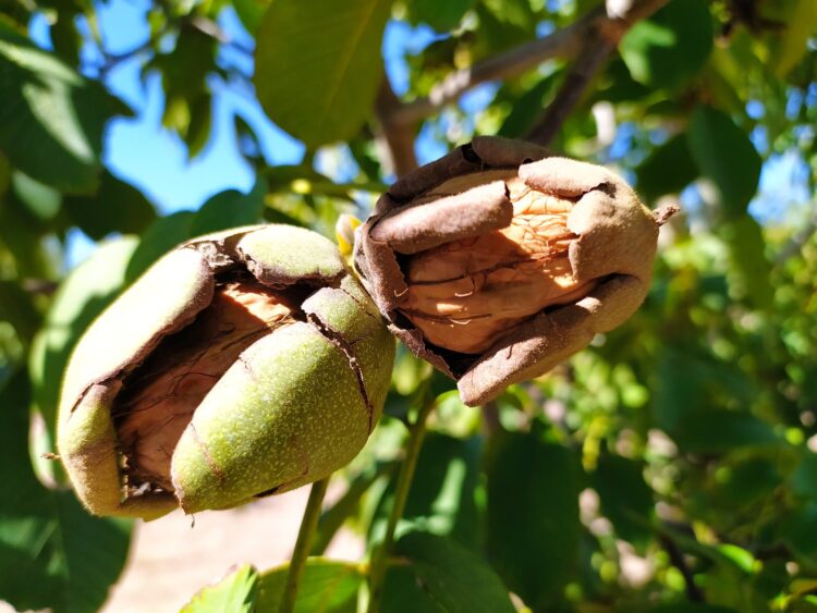Juan Giugno no tiene dudas: “Hay que salir de producciones menos rentables como la vitivinicultura y animarse a explorar la nogalicultura”