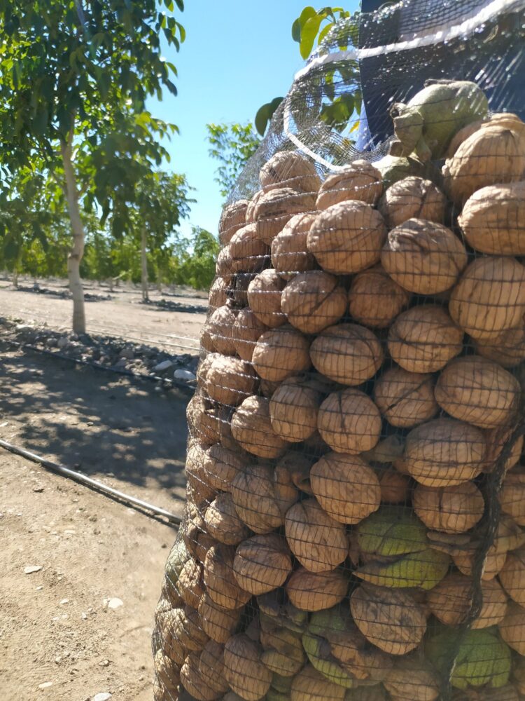 Juan Giugno no tiene dudas: “Hay que salir de producciones menos rentables como la vitivinicultura y animarse a explorar la nogalicultura”