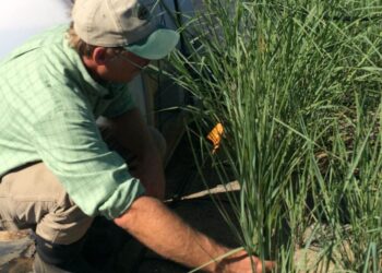 Llegó el turno del pasto transgénico: Desarrollan uno capaz de limpiar de los suelos los residuos de explosivos