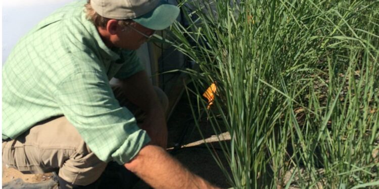 Llegó el turno del pasto transgénico: Desarrollan uno capaz de limpiar de los suelos los residuos de explosivos
