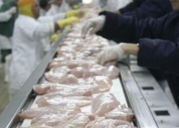 En Brasil el maíz también subió 100%: ¿Qué le pidieron a Bolsonaro los productores de cerdos y pollos para poder seguir en carrera?