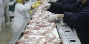 En Brasil el maíz también subió 100%: ¿Qué le pidieron a Bolsonaro los productores de cerdos y pollos para poder seguir en carrera?