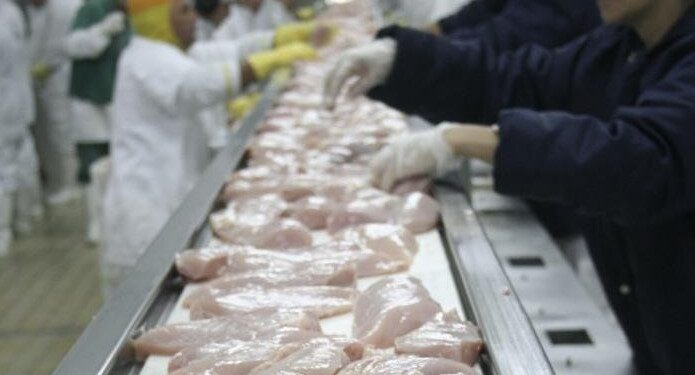 En Brasil el maíz también subió 100%: ¿Qué le pidieron a Bolsonaro los productores de cerdos y pollos para poder seguir en carrera?