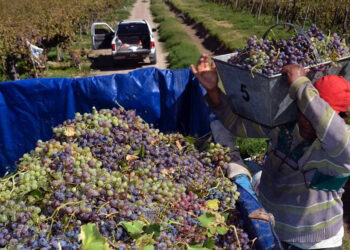 Los viñateros de San Juan sospechan que se usa vino nuevo antes de tiempo, como maniobra para bajar los precios