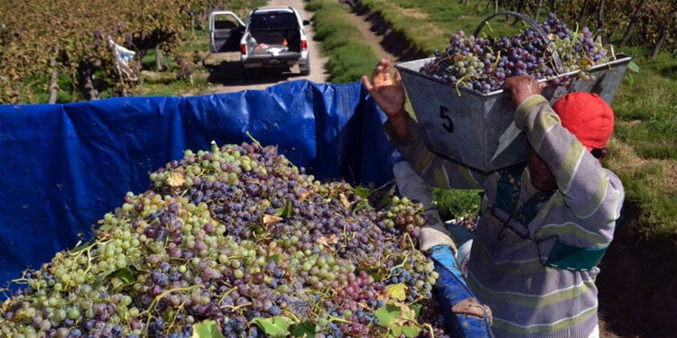 Los viñateros de San Juan sospechan que se usa vino nuevo antes de tiempo, como maniobra para bajar los precios