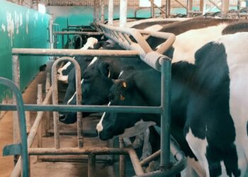 Nunca tan oportuna la frase “chupar de la teta ajena”: Productores de leche se quejan por haber sido excluídos del acuerdo de precios