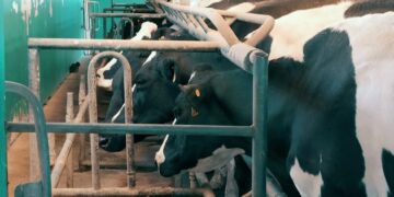 Nunca tan oportuna la frase “chupar de la teta ajena”: Productores de leche se quejan por haber sido excluídos del acuerdo de precios