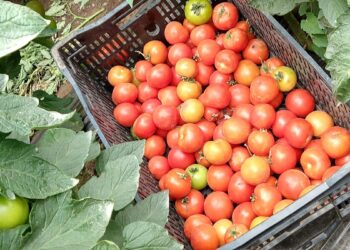 Peguntas no tan sencillas de responder: ¿De dónde viene el tomate?