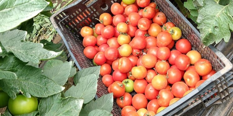 Peguntas no tan sencillas de responder: ¿De dónde viene el tomate?