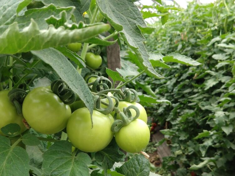 Peguntas no tan sencillas de responder: ¿De dónde viene el tomate?