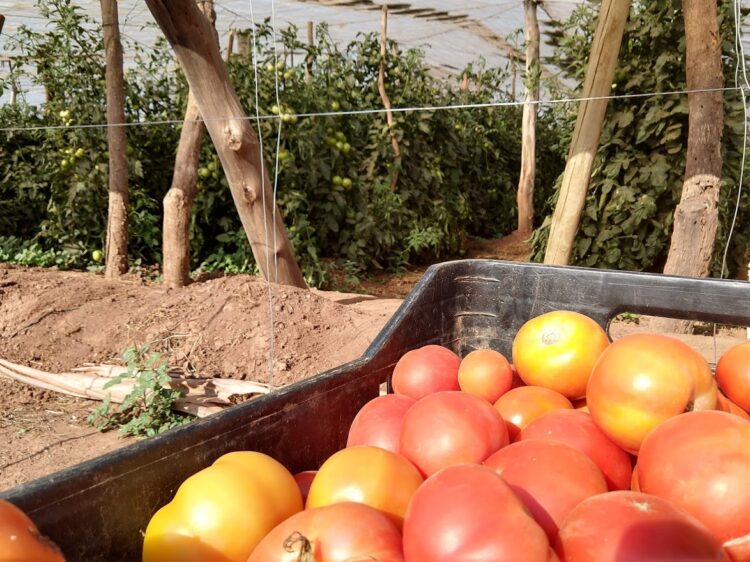 Peguntas no tan sencillas de responder: ¿De dónde viene el tomate?