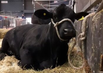 Más de medio millar de cabañeros Angus ya utilizaron la evaluación genética de sus reproductores