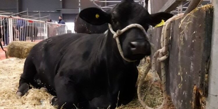 Más de medio millar de cabañeros Angus ya utilizaron la evaluación genética de sus reproductores