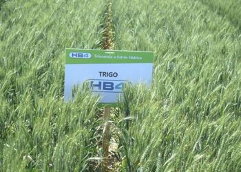 Tras visitar Bioceres, el embajador Daniel Scioli anticipó que está cerca la aprobación del trigo HB4 en Brasil