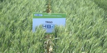 Tras visitar Bioceres, el embajador Daniel Scioli anticipó que está cerca la aprobación del trigo HB4 en Brasil