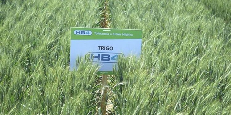 Tras visitar Bioceres, el embajador Daniel Scioli anticipó que está cerca la aprobación del trigo HB4 en Brasil