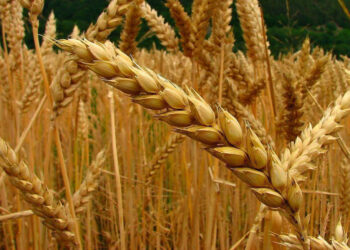 Investigadores de FAUBA e INTA desarrollaron programas gratuitos para optimizar el manejo del trigo y la cebada