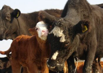 Según Andrés Costamagna, este cierre de exportaciones interrumpió el único incentivo que tuvo el criador en 15 años: las compras de China