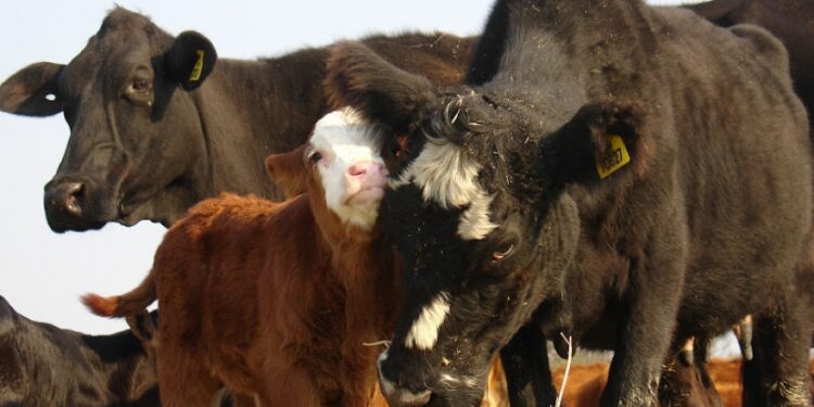 Según Andrés Costamagna, este cierre de exportaciones interrumpió el único incentivo que tuvo el criador en 15 años: las compras de China