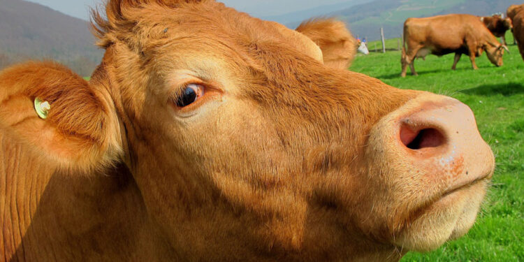 Mientras Cabandié promovía los lunes sin carne, Basterra cerraba filas con los países del Cono Sur para enfrentar la ofensiva anti-ganadera