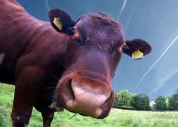 La mirada de la Mesa de Enlace: “Bajar los precios saturando las carnicerías de vacas viejas lo que producirá será un daño enorme a los productores”