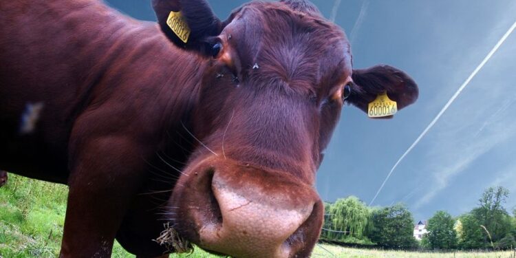 La mirada de la Mesa de Enlace: “Bajar los precios saturando las carnicerías de vacas viejas lo que producirá será un daño enorme a los productores”