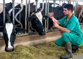 AgroEmpresas: Biogénesis Bagó lanzó una plataforma para vender sus productos veterinarios con descuentos
