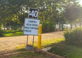 Presionados por el fuerte incremento de la materia prima, los molinos yerbateros piden al Gobierno que les permita subir “paulatinamente” los precios al público