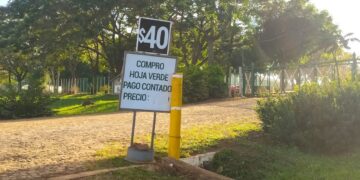 Presionados por el fuerte incremento de la materia prima, los molinos yerbateros piden al Gobierno que les permita subir “paulatinamente” los precios al público
