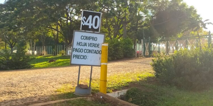 Presionados por el fuerte incremento de la materia prima, los molinos yerbateros piden al Gobierno que les permita subir “paulatinamente” los precios al público