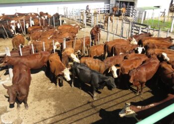 Con el respaldo del Rosgan, Expoagro presenta su nueva plataforma de remates virtuales