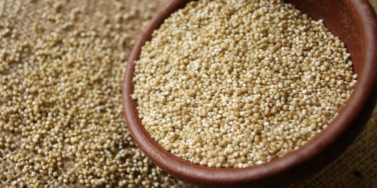 Beba quinua, Biba quínoa: Con apoyo de INTA y Conicet se presentó el primero alimento bebible basado en ese cultivo andino