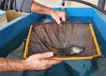 Ya está todo listo para comenzar a distribuir los 66 millones de pesos del “Fondo Nacional para el Desarrollo de Actividades Acuícolas”