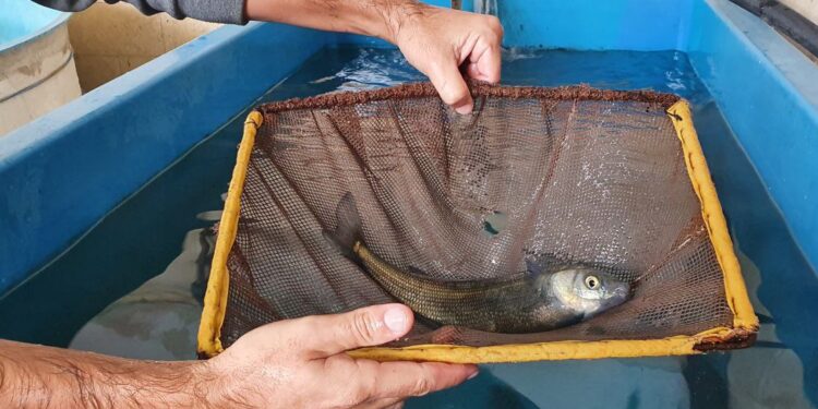 Ya está todo listo para comenzar a distribuir los 66 millones de pesos del “Fondo Nacional para el Desarrollo de Actividades Acuícolas”