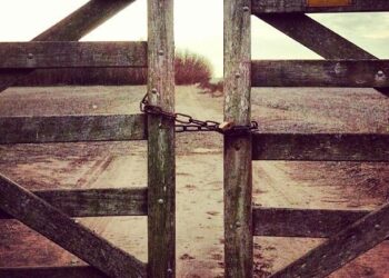 Siguen las buenas noticias: Está virtualmente cerrado el registro de exportaciones de maíz