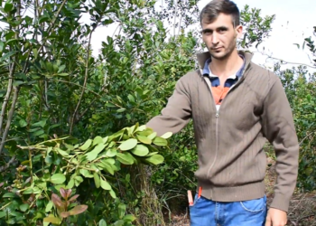 La economía yerbatera vive una incipiente profesionalización: Alberto volvió a la chacra familiar luego de estudiar agronomía en Corrientes