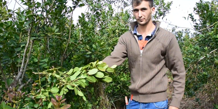 La economía yerbatera vive una incipiente profesionalización: Alberto volvió a la chacra familiar luego de estudiar agronomía en Corrientes