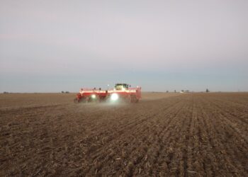 ¿Qué vas a sembrar? La cebada forrajera 2021/22 ya vale más que el trigo pan