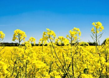 Uruguay anunció que se prepara para prohibir el uso de paraquat en cultivos agrícolas