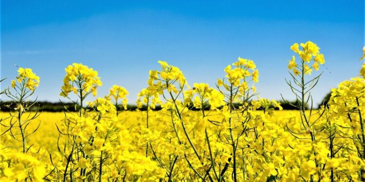 Uruguay anunció que se prepara para prohibir el uso de paraquat en cultivos agrícolas