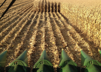 Productores argentinos ya vendieron el 65% de la cosecha de maíz 2020/21 cuando falta más de un mes para la finalización de la trilla