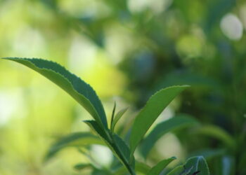 Se terminó la cosecha de té en Misiones y se estima que la producción se redujo un 20%