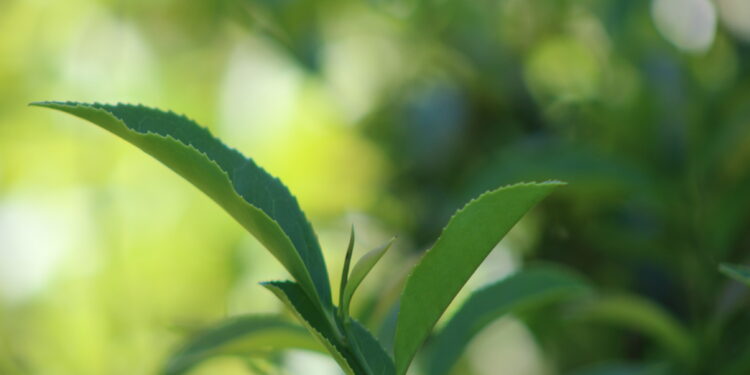 Se terminó la cosecha de té en Misiones y se estima que la producción se redujo un 20%