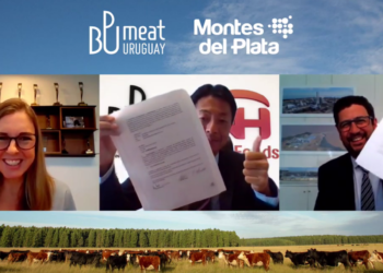 Uruguay va para adelante: Una papelera acordó con un frigorífico de capitales japoneses crear la primera certificación de “carne carbono neutral”