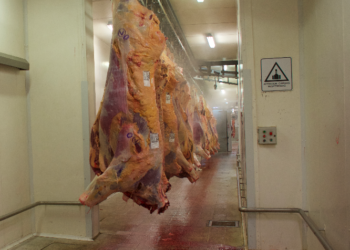Destrucción de riqueza: El Ipcva advierte que el sector frigorífico exportador faenará 100.000 cabezas menos en los próximos dos meses gracias al “cepo cárnico”