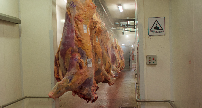Destrucción de riqueza: El Ipcva advierte que el sector frigorífico exportador faenará 100.000 cabezas menos en los próximos dos meses gracias al “cepo cárnico”