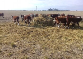 La Mesa de las Carnes pide eliminar “todas las restricciones” y recuerda que los exportadores reciben apenas la mitad de lo que les corresponde por la “doble retención”