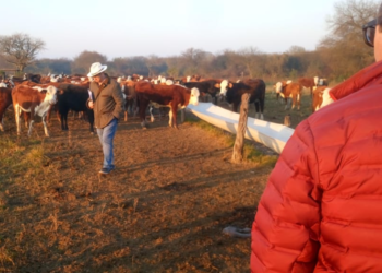 Ocho gráficos para entender porqué el cierre de las exportaciones de carne generará una destrucción de riqueza que afectará a trabajadores y consumidores