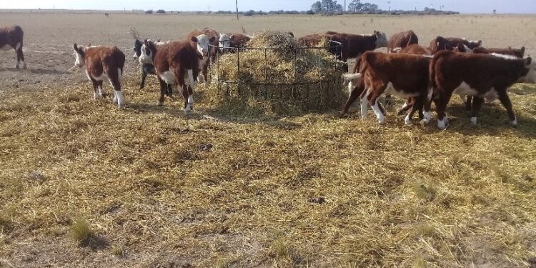 La Mesa de las Carnes pide eliminar “todas las restricciones” y recuerda que los exportadores reciben apenas la mitad de lo que les corresponde por la “doble retención”