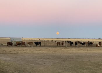 Cosas que pasan en la Argentina: La mesa de elaboración del “plan ganadero” se quedó sin buena parte de los ganaderos